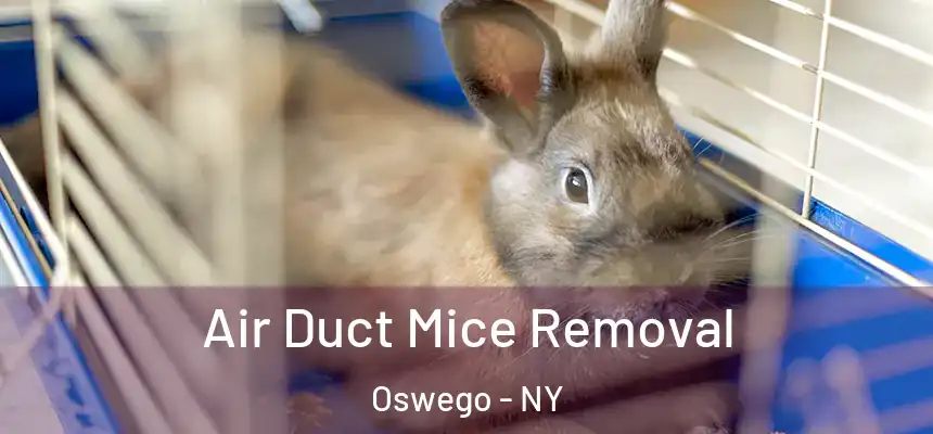  Air Duct Mice Removal Oswego - NY